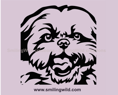 shih tzu portrait close up