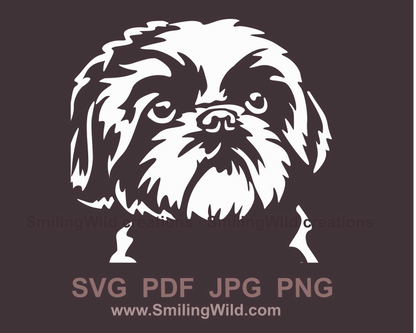 shih tzu face close up