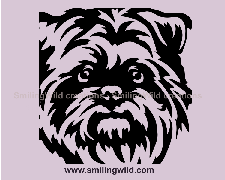 affenpinscher close up portrait