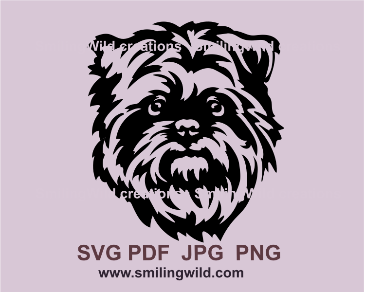 affenpinscher face peeking