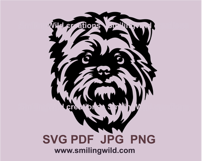 affenpinscher face peeking