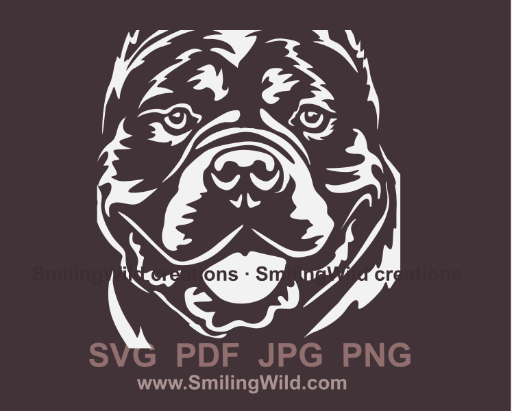 smiling american bully  face close up white portrait