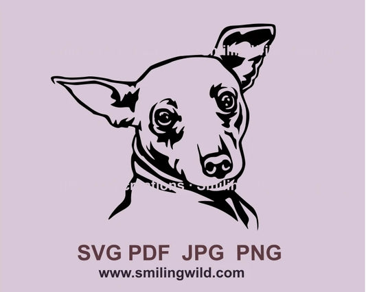 american hairless terrier looking over the shoulder black graphic drawing