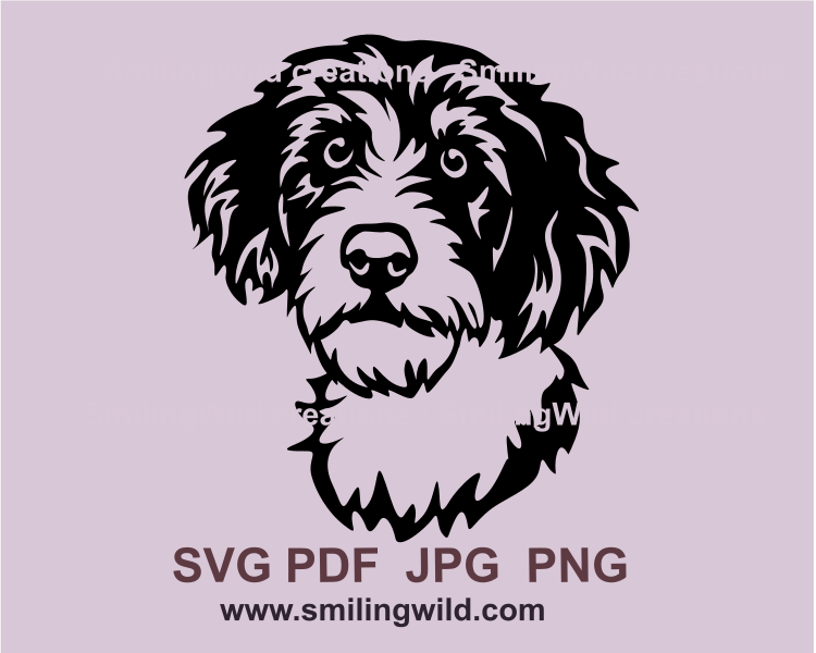 aussiedoodle frontal face portrait