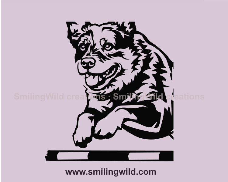 smiling australian cattle dog jumping over agility bar close up portrait