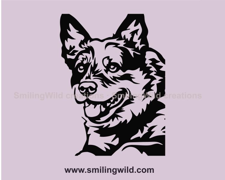 australian cattle dog portrait with transparent background made for clip art needs