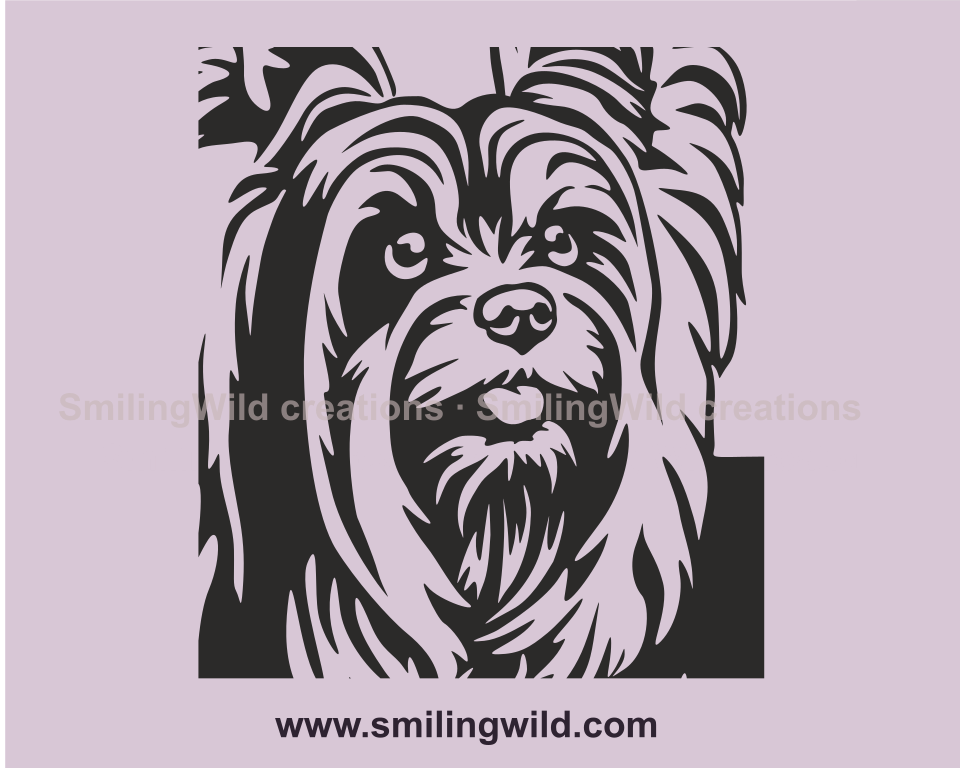 australian silky terrier face