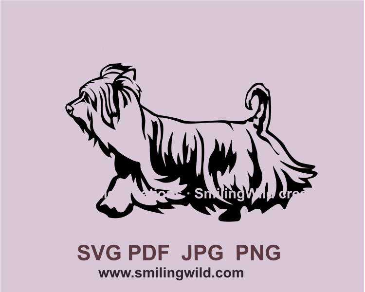 running Australian silky terrier graphic design with transparent background