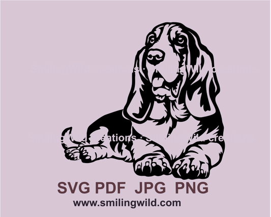 Lying basset hound is smiling