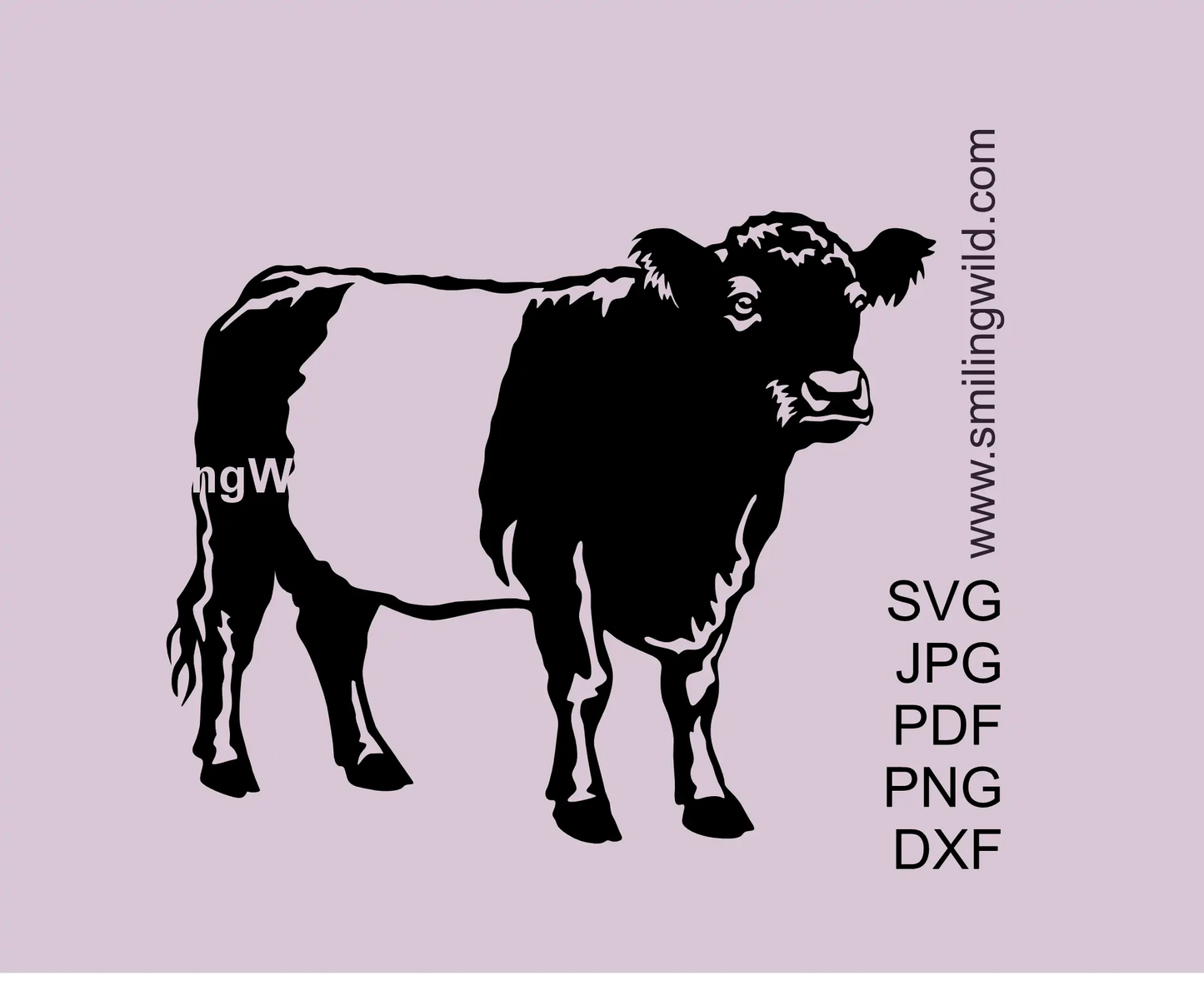 Belted Galloway cow SVG clipart – full body standing farm animal cut file preview
