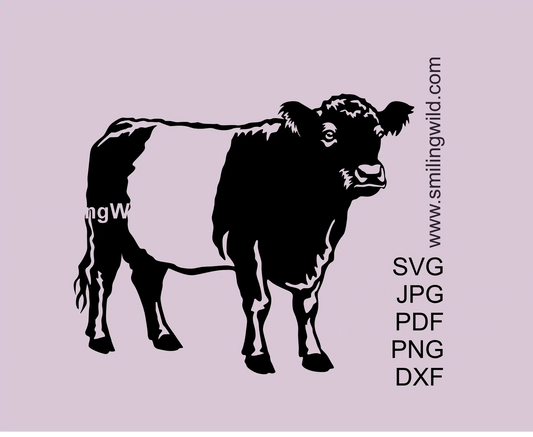Belted Galloway cow SVG clipart – full body standing farm animal cut file preview