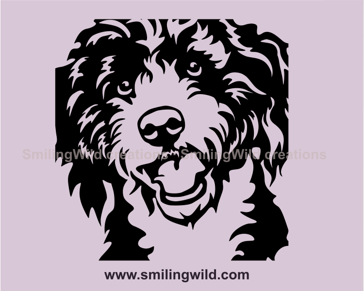 bernedoodle close up portrait