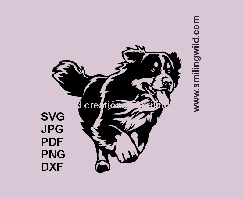 Realistic running Bernese Mountain Dog SVG clipart for Cricut and laser projects