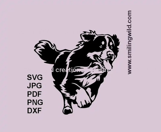 Realistic running Bernese Mountain Dog SVG clipart for Cricut and laser projects