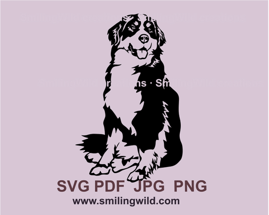 sitting and smiling Bernese mountain dog