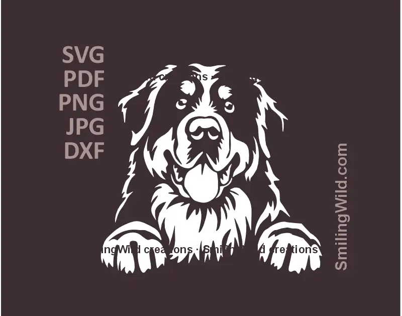 White peeking Bernese Mountain Dog head in SVG png dxf  files – part of black and white dog vector clipart collection, ideal for laser and Cricut crafts.