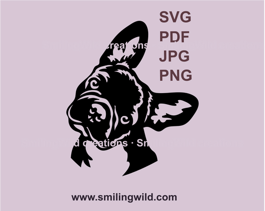 asvg vector drawing of black french bulldog puppy tilting his head