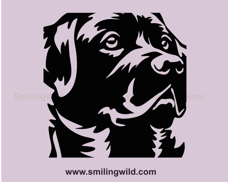 labrador retriever close up illustration