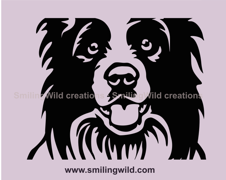 Peeking and smiling border collie clise up image