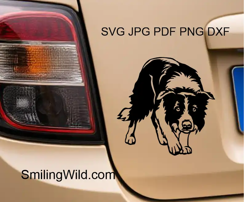 A car sticker showing a Digital Border Collie clipart design with SVG, PNG, DXF files for professional laser cutting and crafting projects.