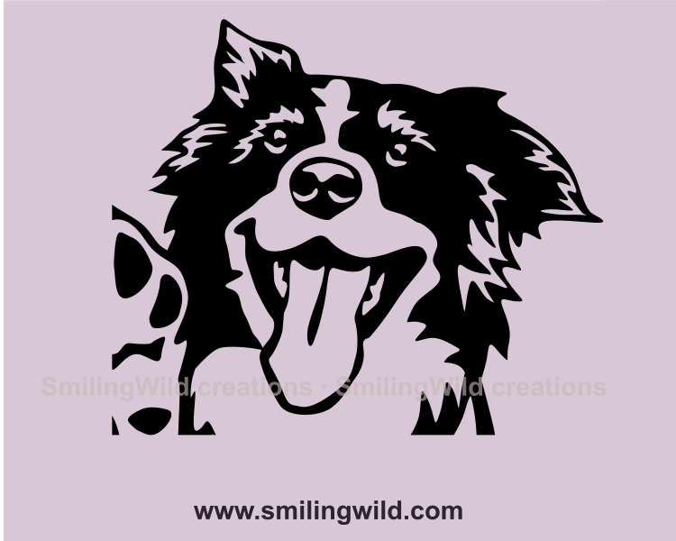 border collie cuttable art with transparent background - face close up