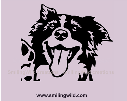 border collie cuttable art with transparent background - face close up