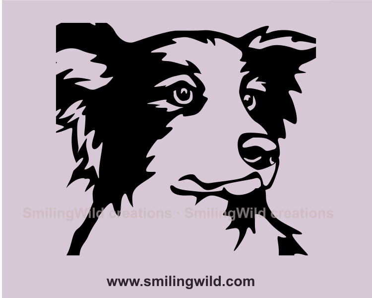 border collie close up graphic portrait