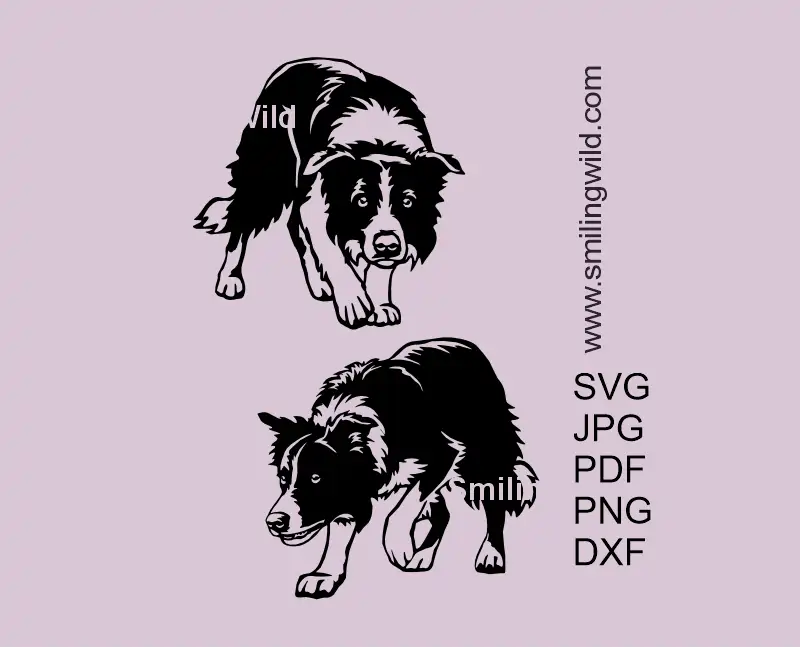 2 files of Border Collie SVG, PNG, DXF vector files with detailed herding dog variations in a prey drive position clipart for Cricut, laser cutting, and digital crafting design.