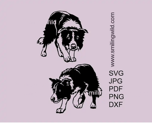 2 files of Border Collie SVG, PNG, DXF vector files with detailed herding dog variations in a prey drive position clipart for Cricut, laser cutting, and digital crafting design.