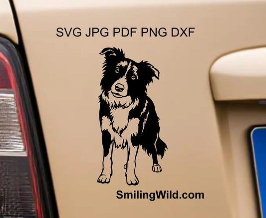 Border Collie dog SVG, PNG adn DXF vector artwork showing clean cut lines 