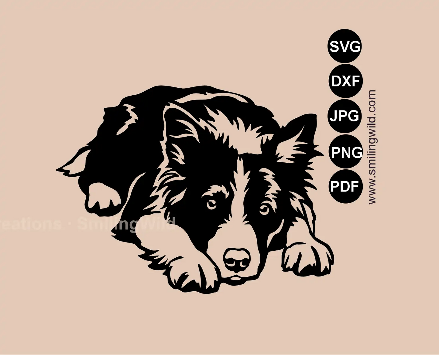 Border Collie SVG main preview showing a professional lying dog vector image for cutting machines.