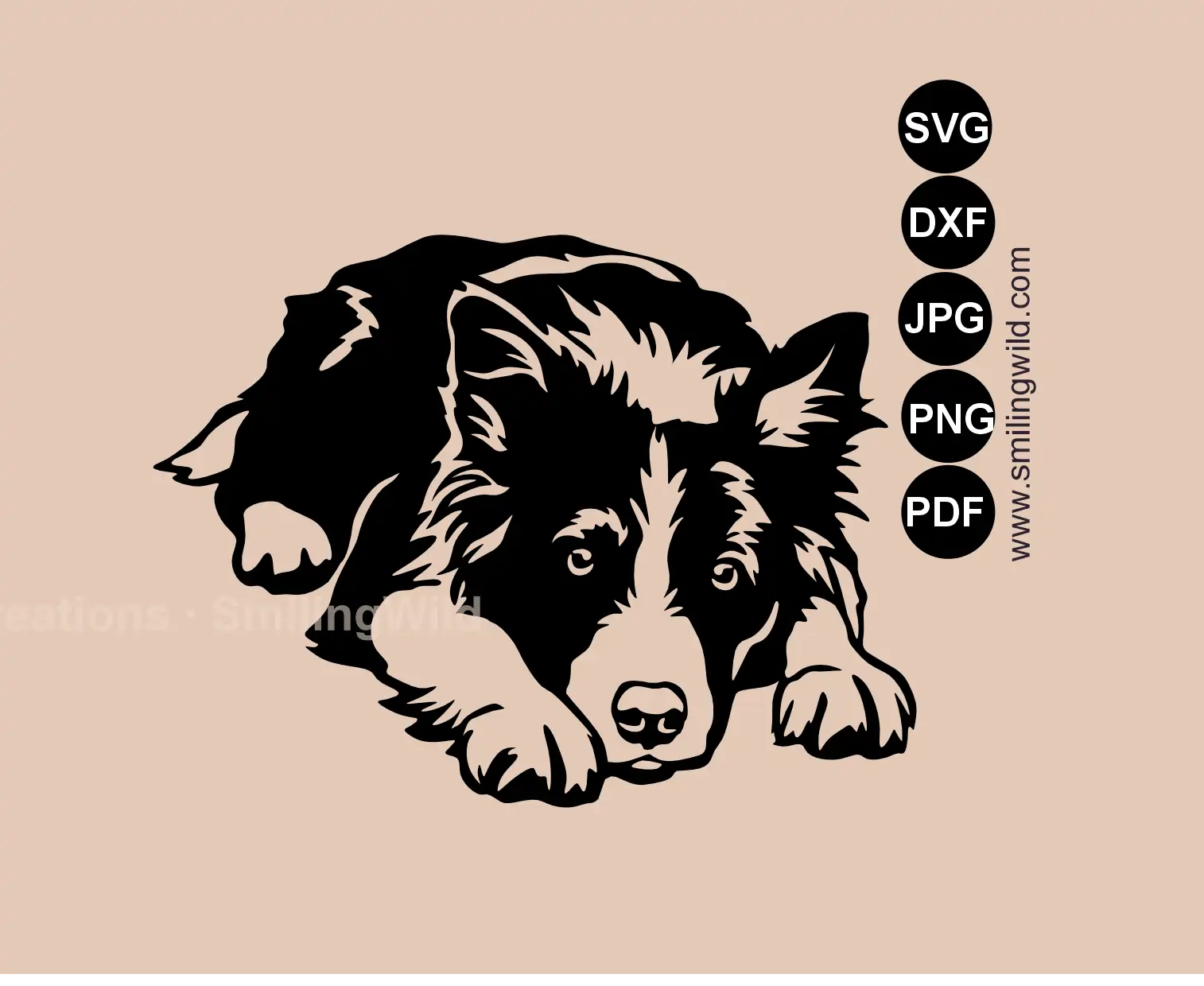 Border Collie SVG main preview showing a professional lying dog vector image for cutting machines.
