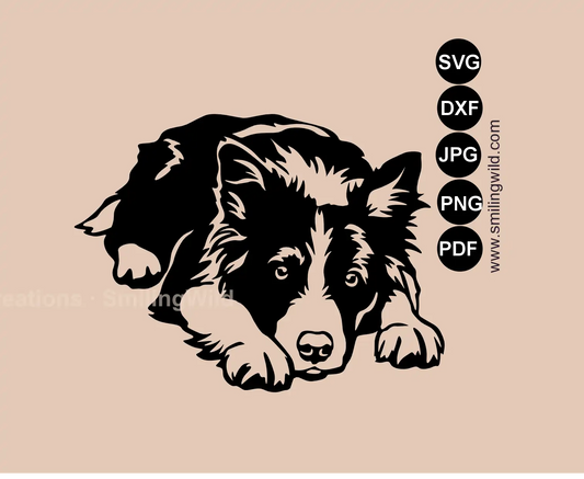 Border Collie SVG main preview showing a professional lying dog vector image for cutting machines.