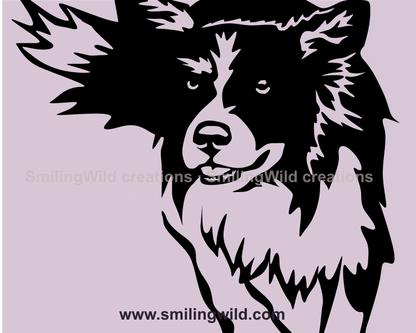 border collie close up design