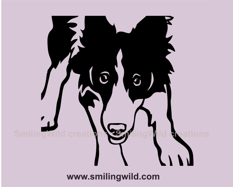 border collie close up face