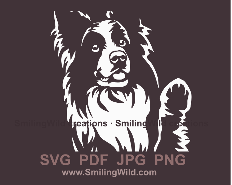 border collie face portrait in white color