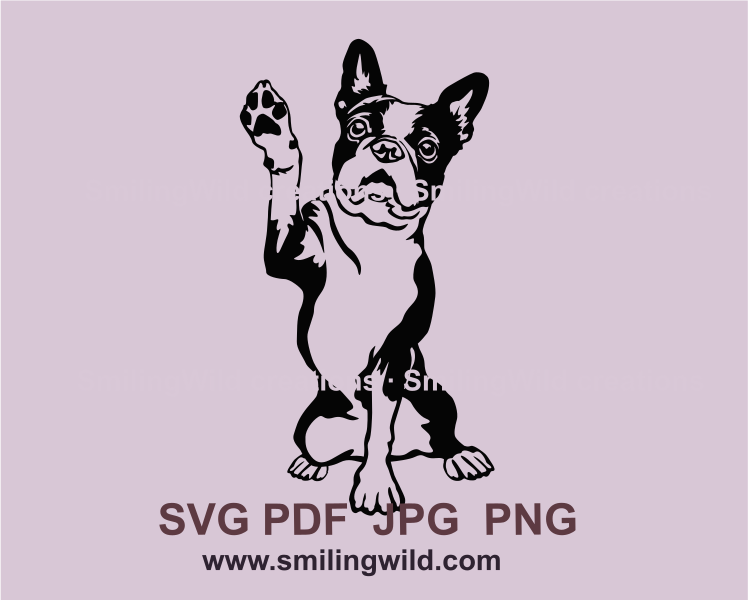 Sitting Boston terrier with rised paw in black graphic design