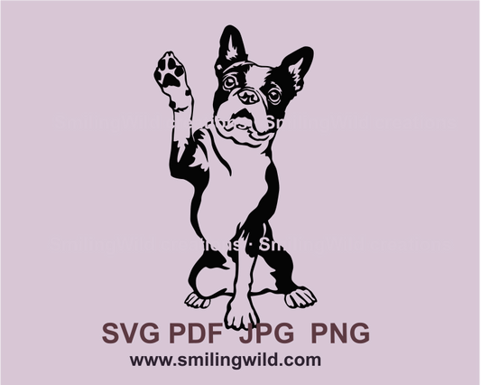 Sitting Boston terrier with rised paw in black graphic design