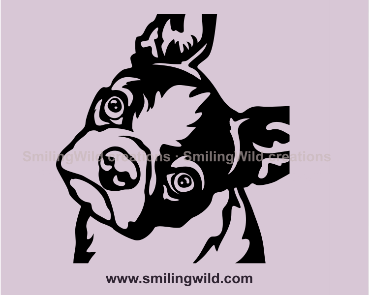 Boston terrier clip art digital design showing a dog head tilt and peeking eyes