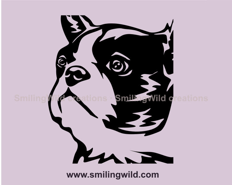 Boston terrier head close up image