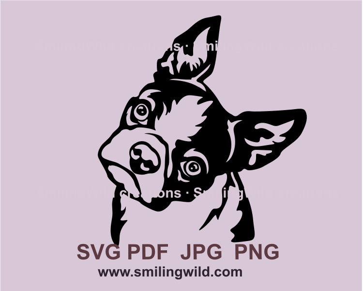 Boston terrier tilting head in a black svg vector graphic art made for applications