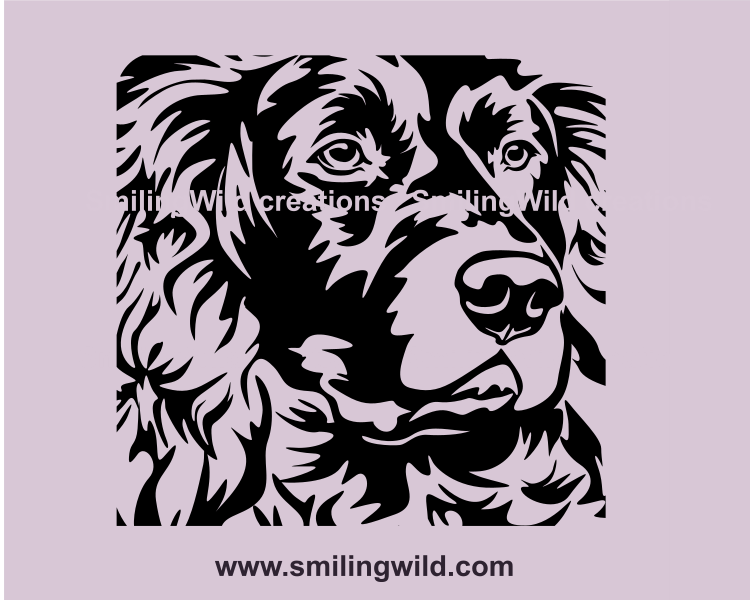 boykin spaniel head close up