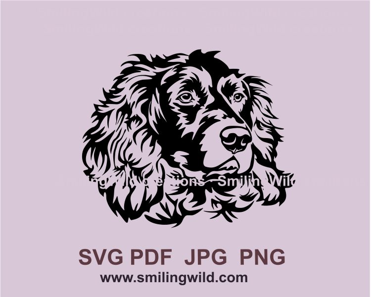 Boykin spaniel image in balck color