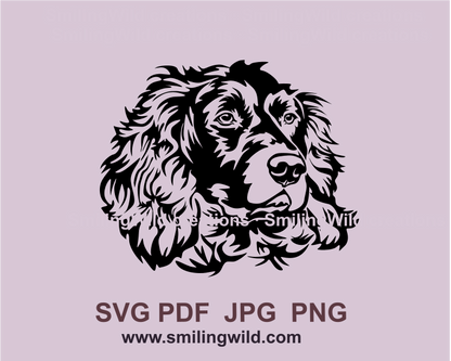 Boykin spaniel image in balck color