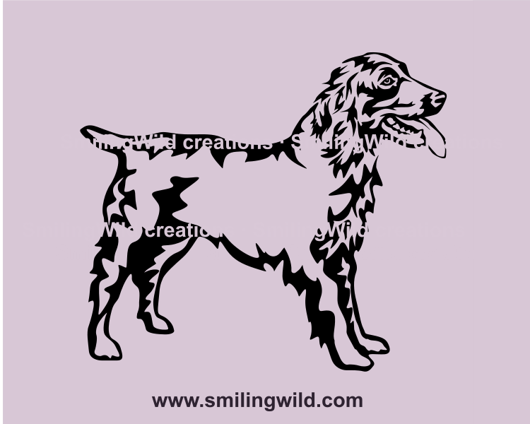 Boykin spaniel full body profile