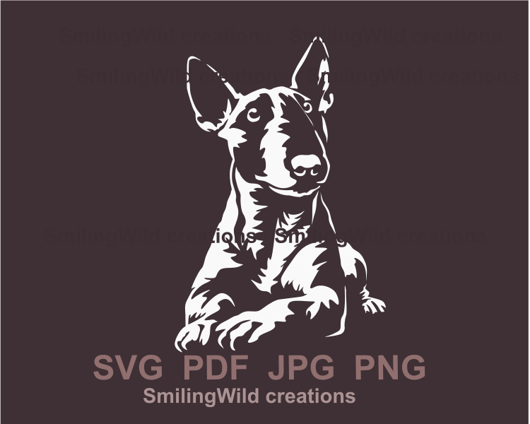 Lying miniature bull terrier with allert face expression in white graphic image