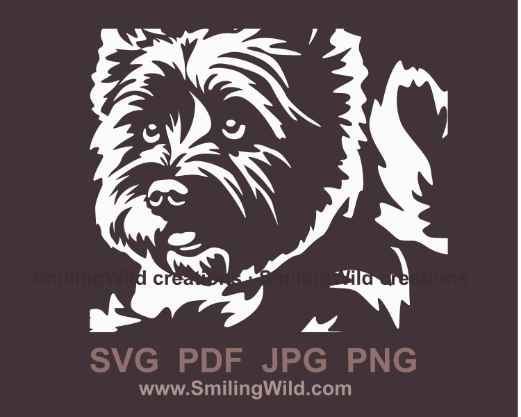 cairn terrier white color portrait