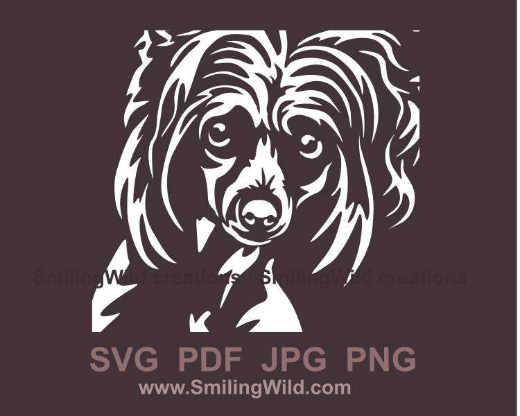 chinese crested digital frontal portrait in white color