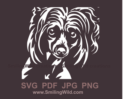 chinese crested digital frontal portrait in white color