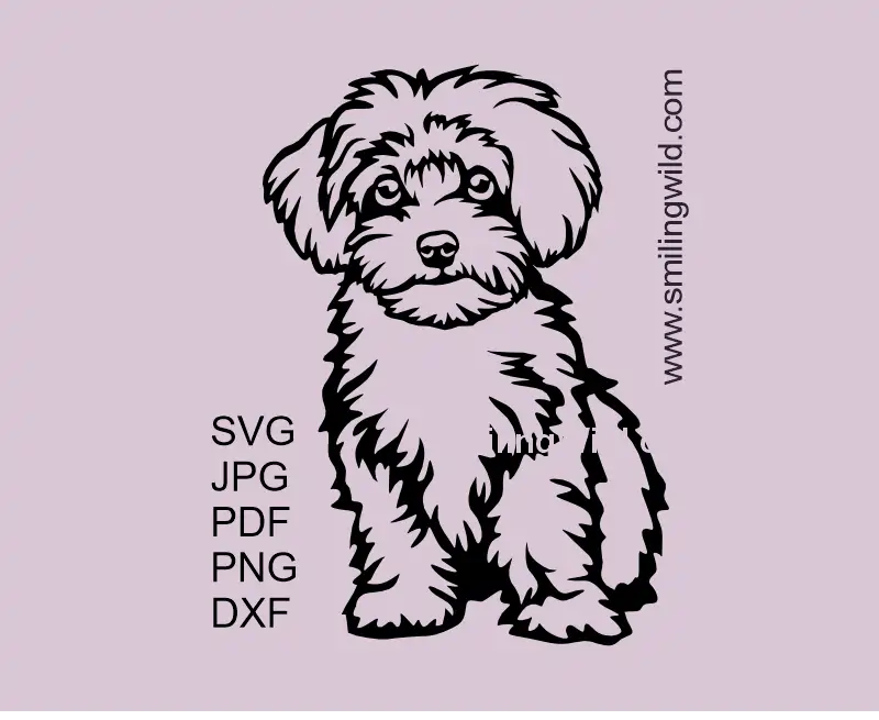 Sitting cute Maltipoo dog in full body presenting a SVG vector clipart , includes PNG and DXF